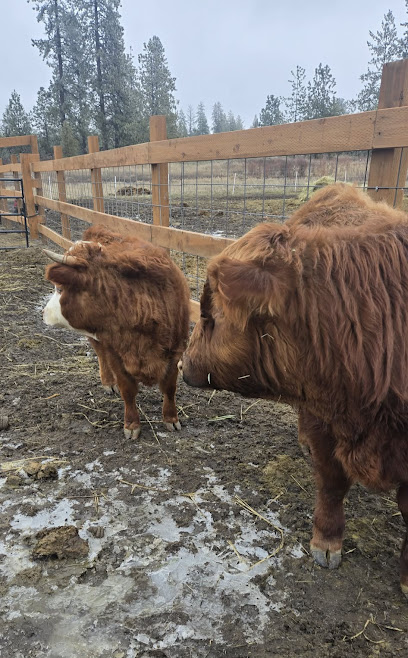 AC Colvin Cattle