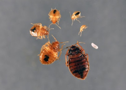 Take Care Termite & Pest Control - Tracy, CA