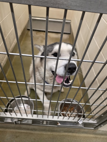 Animal Control Services-Moreno Valley