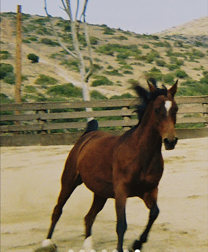Mustang Air Mechanical
