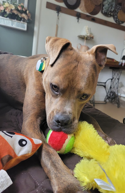 Independence Animal Services