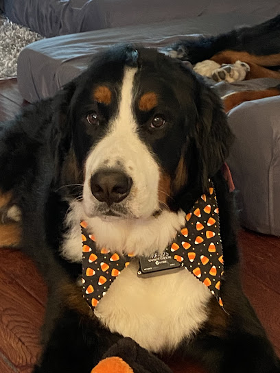 Saxonburg Kennels, LLC