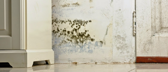 PrimeAire Mold Inspections