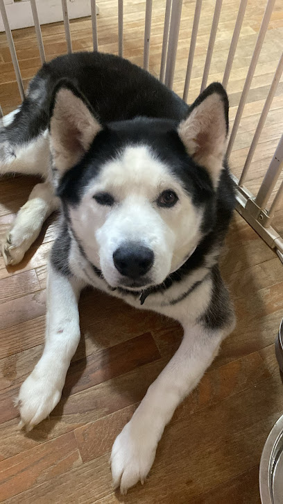 Husky Home Services
